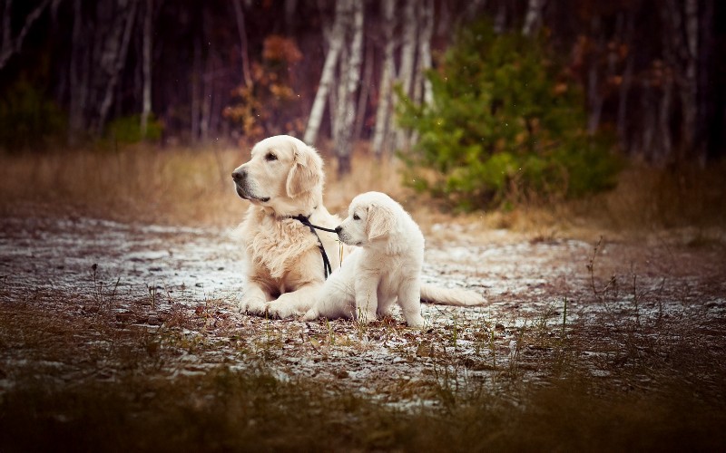 Should You Adopt a Puppy or an Adult Dog? Here’s How to Choose